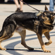 Image for article titled K9 Program Suspended in Salt Lake City After Dog Bites Black Man Who Was Complying With Police